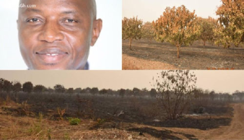 NPP MP's 200-acre mango plantation burnt down reports false - Krachi Youth Association 5