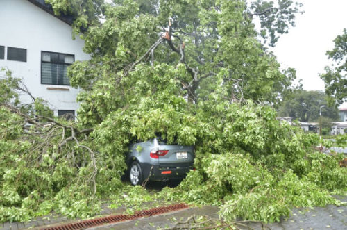 Tree falls on parked vehicle at University of Ghana 5