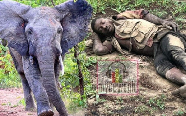 Elephant attacks poacher at Mole National Park 5
