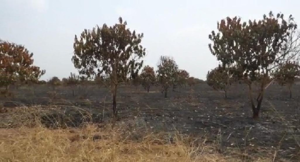 Krachi East MP’s 155-acre mango farm burnt down 1