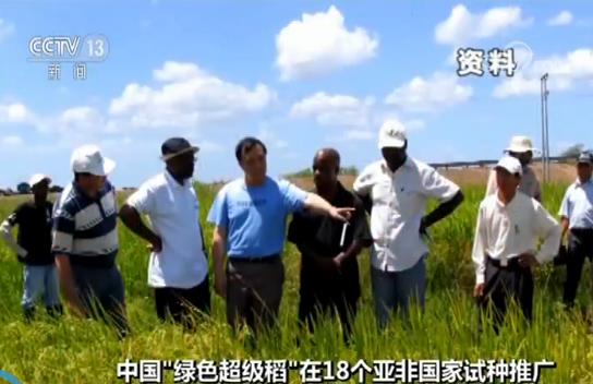 Chinese "Green Super Rice" promotes sustainable agriculture development 5