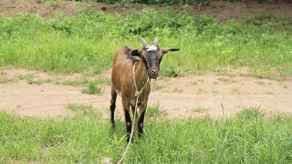 4 arrested goats to be auctioned today 17