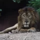 Man Mauled to Death by Lion After 'Intentionally' Jumping into Zoo Enclosure in India 7