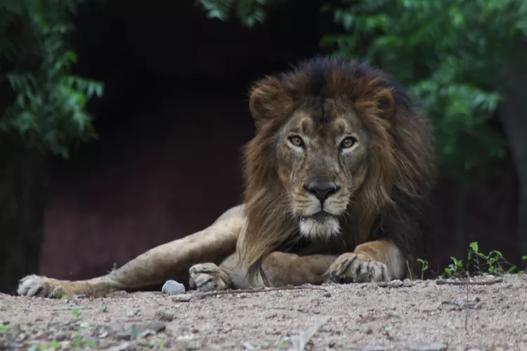 Man Mauled to Death by Lion After 'Intentionally' Jumping into Zoo Enclosure in India 5